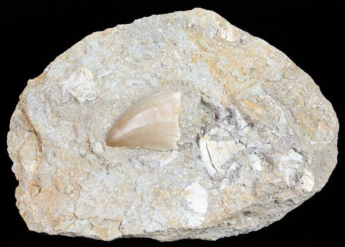 Mosasaur Tooth In Rock With Other Fossils #57660